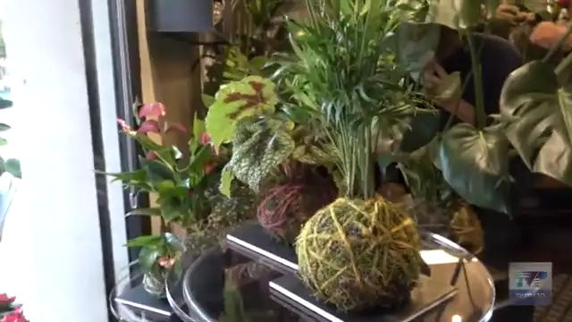 Alla scoperta del Kokedama con Fiori Lab