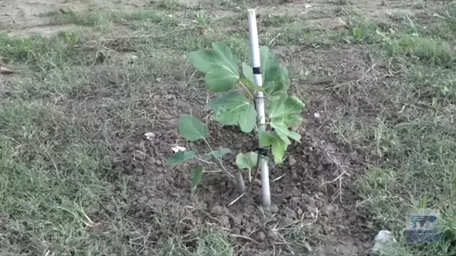 Prato Forest City entra nelle scuole