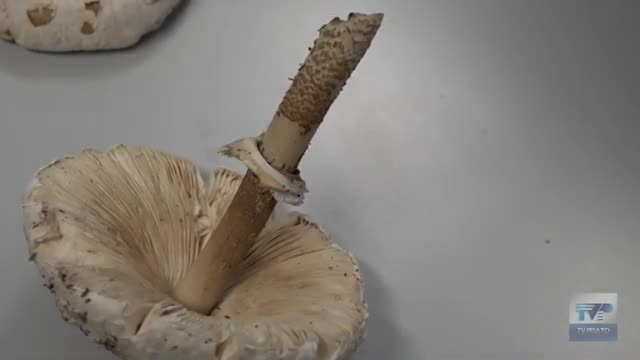 Raccolta dei funghi: consigli e suggerimenti del tecnico micologo per evitare intossicazioni