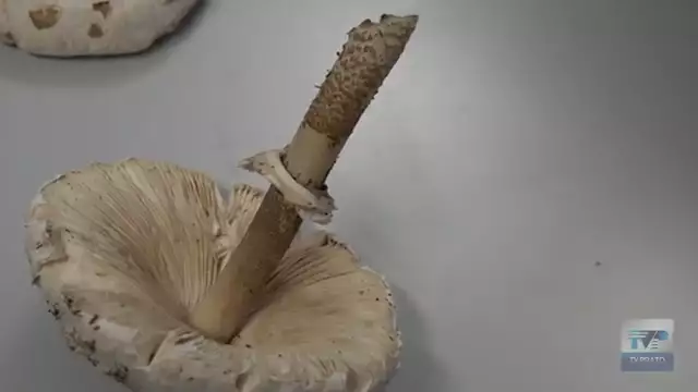 Raccolta dei funghi: consigli e suggerimenti del tecnico micologo per evitare intossicazioni