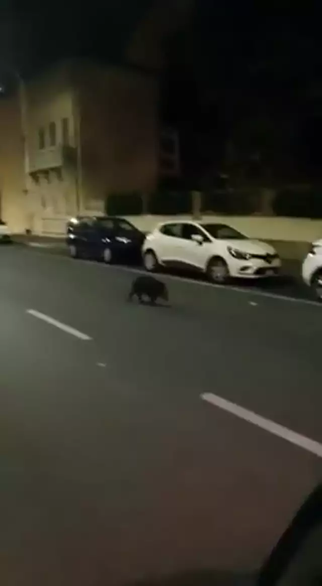 Cinghialino in via Machiavelli