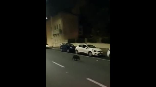 Cinghialino in via Machiavelli