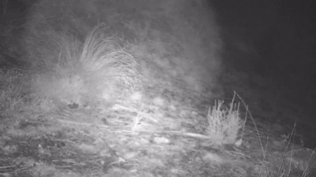 Lo sciacallo dorato varca l’Appennino e arriva sul Monteferrato. Ecco il video