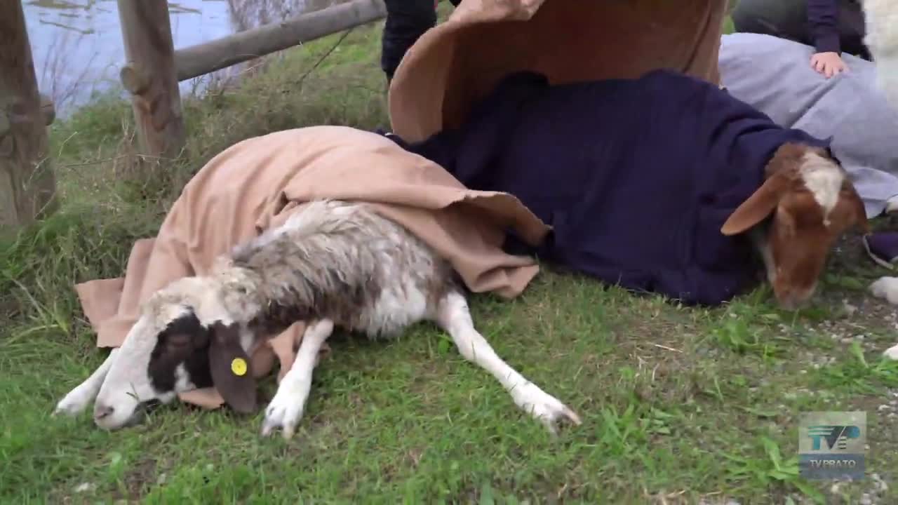L'altra faccia dell'alluvione, il salvataggio degli animali compiuto da LAV