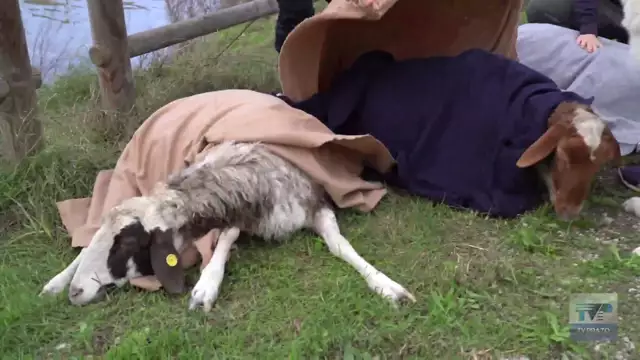 L'altra faccia dell'alluvione, il salvataggio degli animali compiuto da LAV