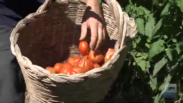 Un viaggio alla scoperta del pomodoro borsa di montone