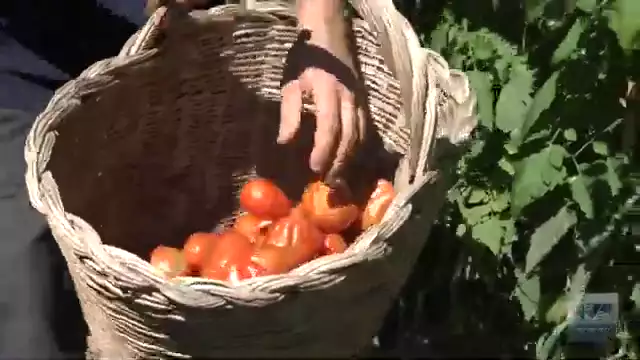 Un viaggio alla scoperta del pomodoro borsa di montone