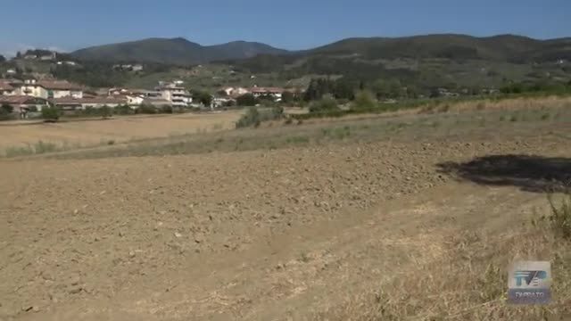 E' iniziata la vendemmia del pinot nero dei Marchesi Pancrazi